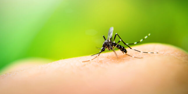 Stechmücke auf Finger