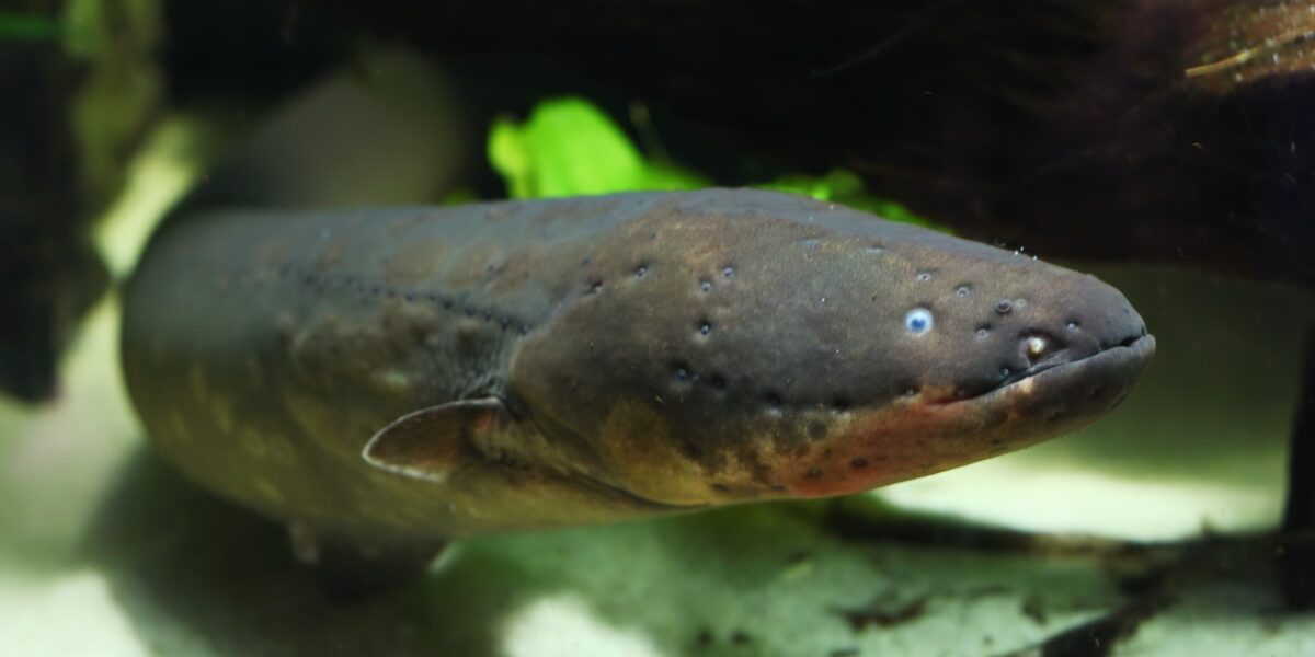 Der Zitteraal ist das Vorbild für Hydrogel-Batterien