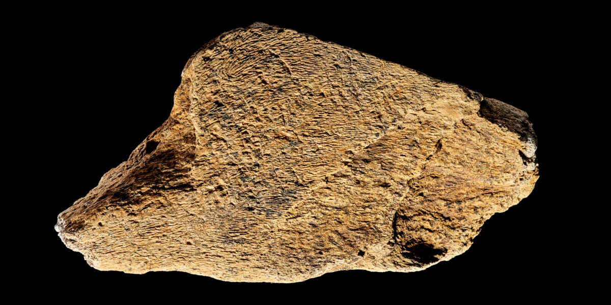 Das Artefakt aus Elefantenknochen mit der flachen Schlagfläche.