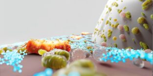 P. gingivalis (orange), der Inhaltsstoff (blau) und gesundes Mikrobiom am Übergang von Zahnfleisch zu Zahn.