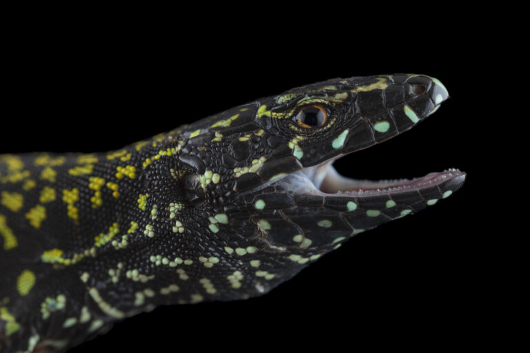 Profilbild einer männlichen Mauereidechse mit „Hulk“-Aussehen