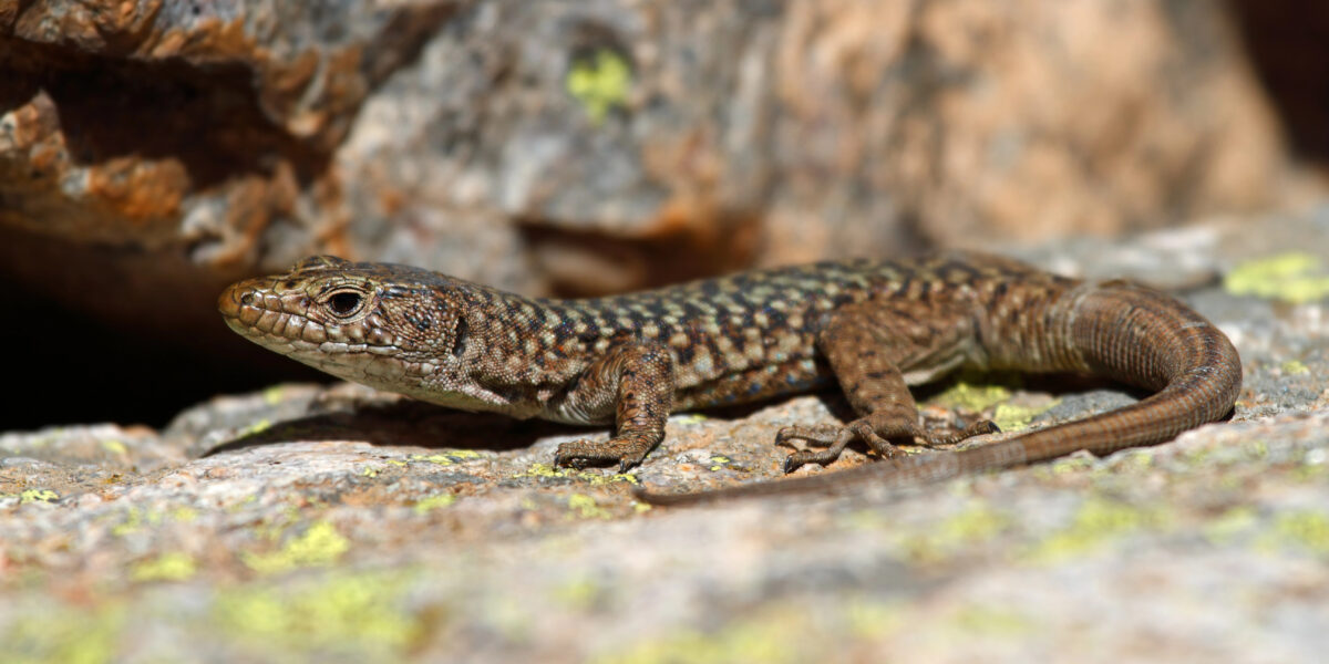 Seit Millionen von Jahren haben die Männchen der Mauereidechse weiße, gelbe oder orangene Kehlen. Eine neue Form der Eidechse droht dieses Gleichgewicht nun zu zerstören. Foto: Smarterpix / mathiaspabst