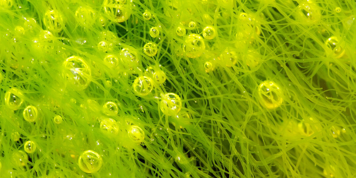 Makro-Aufnahme eine Ulva-Alge