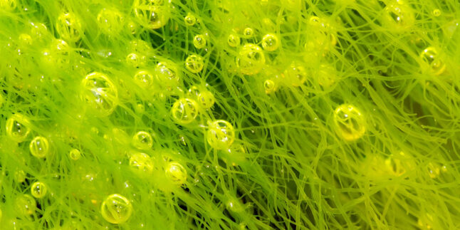 Makro-Aufnahme eine Ulva-Alge