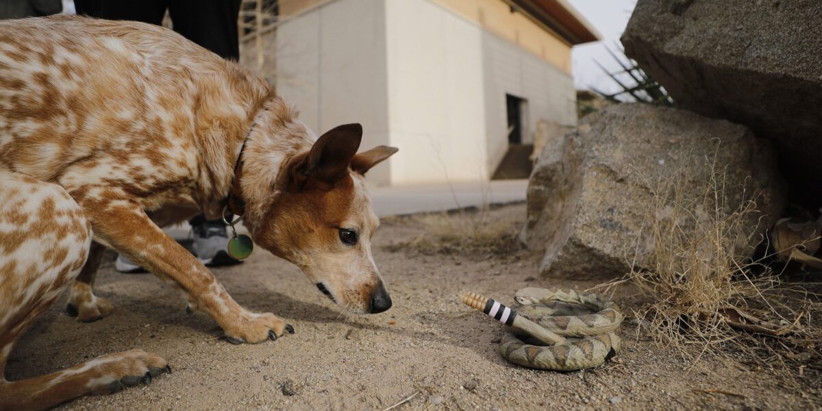 Hund begutachtet Robo-Klapperschlange