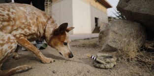 Hund begutachtet Robo-Klapperschlange