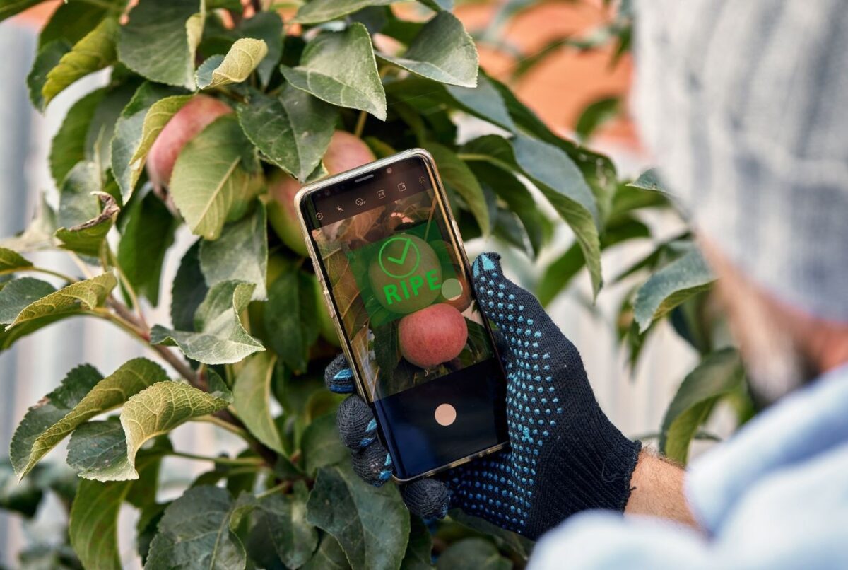 Anwendungsbeispiel: Im Projekt AI-Disco entwickelt das Fraunhofer IPMS Demonstratoren, beispielsweise ein miniaturisiertes, KI-gestütztes NIR-Spektrometer zur Reifegradbestimmung von Obst