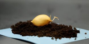 Kichererbse auf Mondstaub