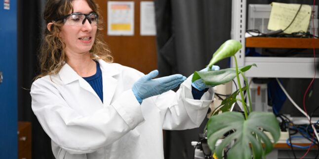 Jean Anne Incorvia, eine der leitenden Forscherinnen der Studie, arbeitet in ihrem Labor mit einem elektronischen Tattoo-Sensor, der an einem Pflanzenblatt befestigt ist