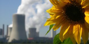 Große Sonnenblume, im Hintergrund verschwommen erkennbar Kühlturme und ein Braunkohlekraftwerk