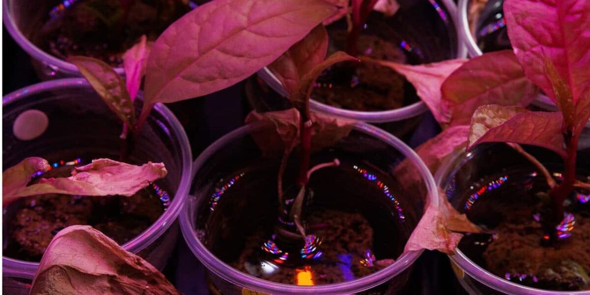 Pflanzen unter UV-Licht im Labor