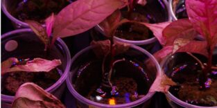 Pflanzen unter UV-Licht im Labor