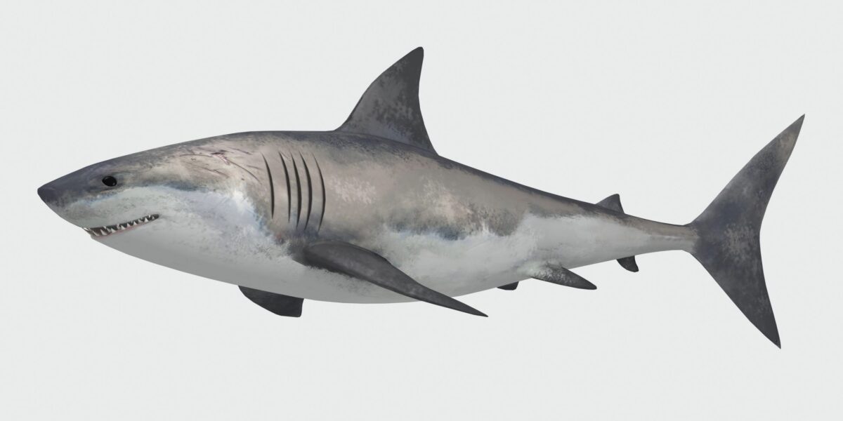 Flugzeuge haben eine ähnliche Form wie Haie. Nun sollen sie auch eine Haut wie die Raubfische bekommen. Foto: smarterpix / elen7475