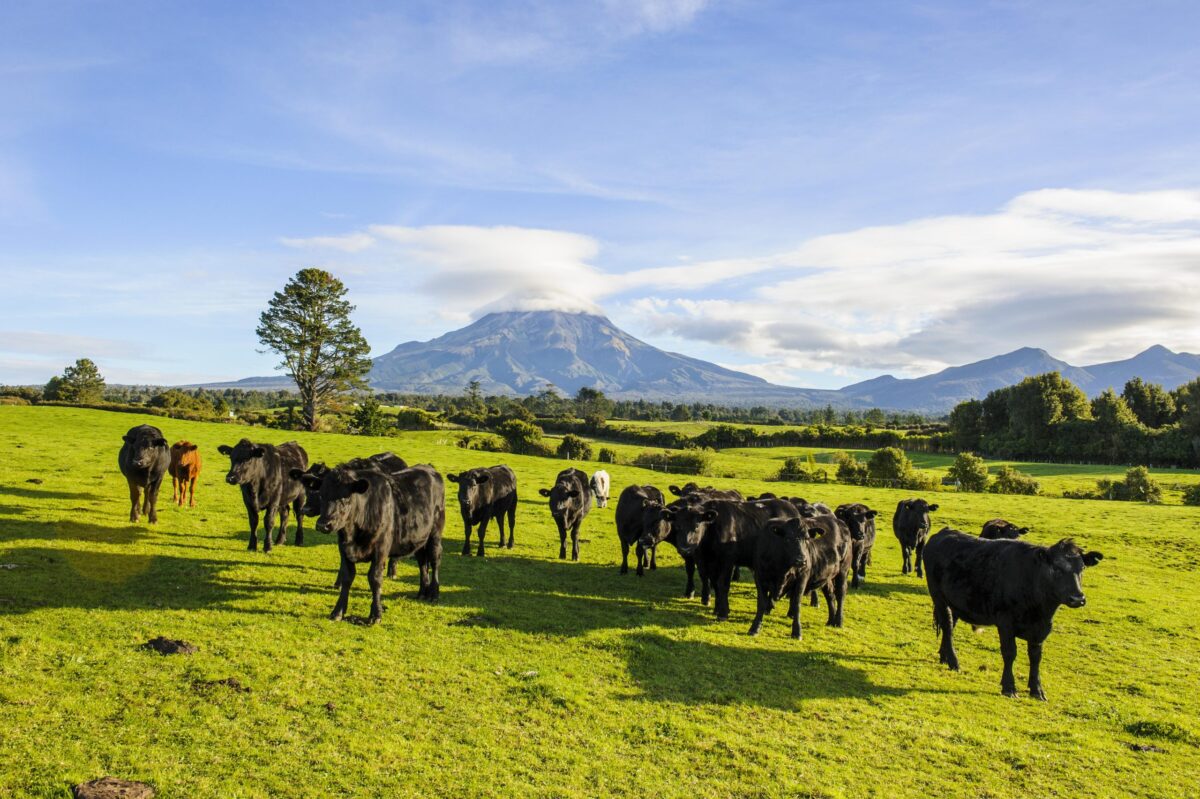 Mehrere Kühe auf einer sehr großen Weide in Neuseeland.