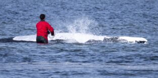 Wal mit Helferin im Wasser