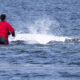 Wal mit Helferin im Wasser