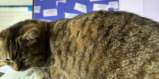 Katze vor dem Bildschirm