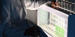 Forscherin prüft Cyanobakterien-KultureN