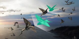 Vogelschwarm