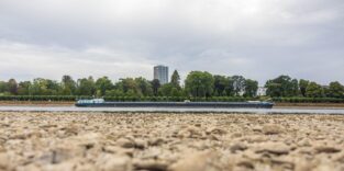 Niedrigwasser am Rhein: Am Beueler Rheinufer in Bonn liegt das Flussbett bei einem Pegelstand von 78 cm weitgehend trocken