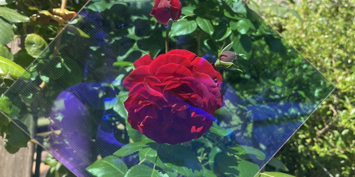 Rose hinter getöntem Solarmodul