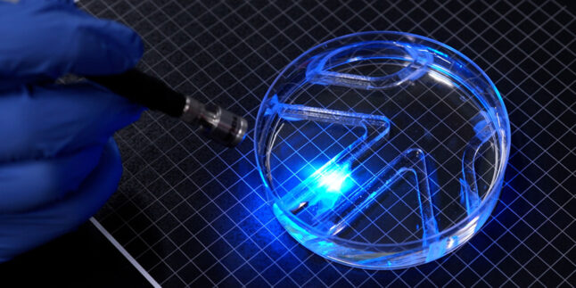 Hand mit Lichtquelle beleuchtet einen biohybriden Schwimmroboter in einer Petrischale, dessen Flossen von lebenden Muskelzellen angetrieben werden.