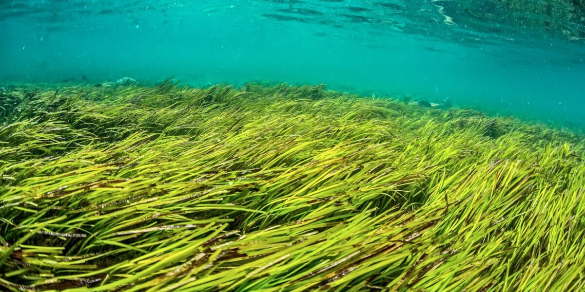 Seegrasfeld unter der Wasseroberfläche