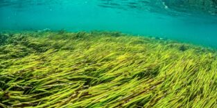 Seegrasfeld unter der Wasseroberfläche