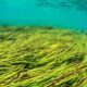 Seegrasfeld unter der Wasseroberfläche