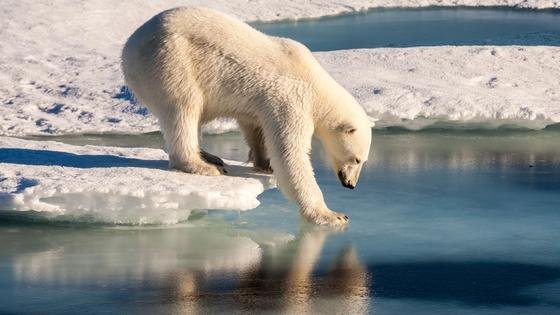 Am Nordpol ist es fast 50 Grad wärmer als normal