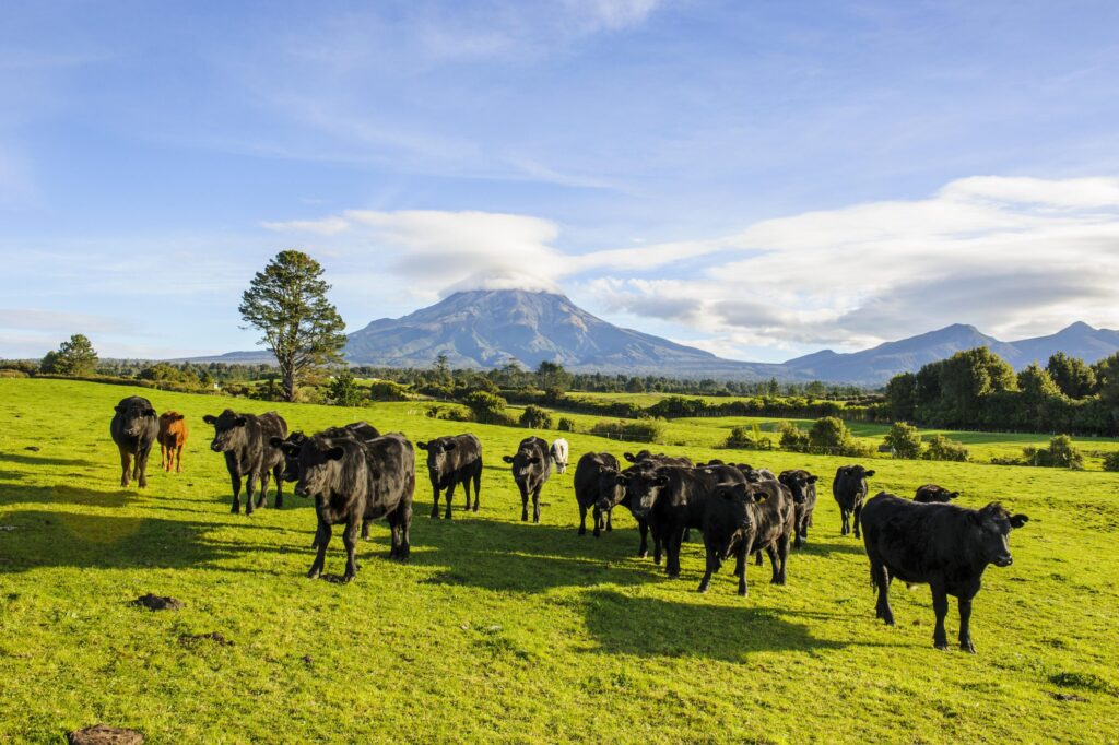 Mehrere Kühe auf einer sehr großen Weide in Neuseeland.