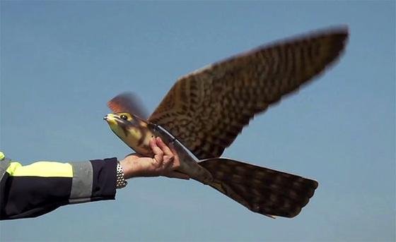 Dieser Roboter-Falke vertreibt Vogelschwärme an Flughäfen