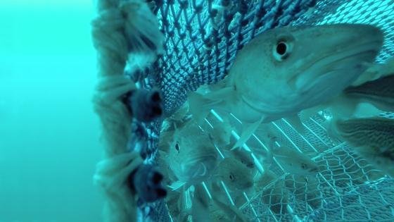 Nachhaltig fischen: Neues Schleppnetz hat Schlupflöcher und Fluchtfenster