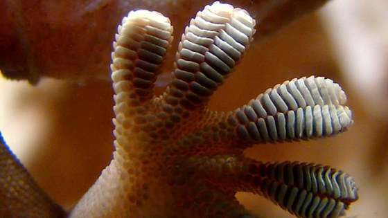 Geckos lösen ihre Füße durch Winkelveränderung der Hafthärchen