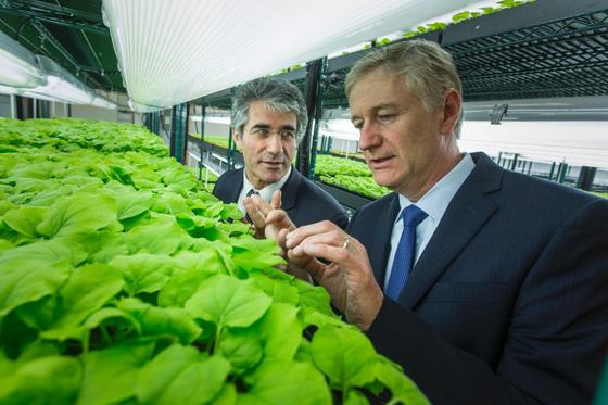 Produktion großer Mengen Impfstoff aus Tabakpflanzen