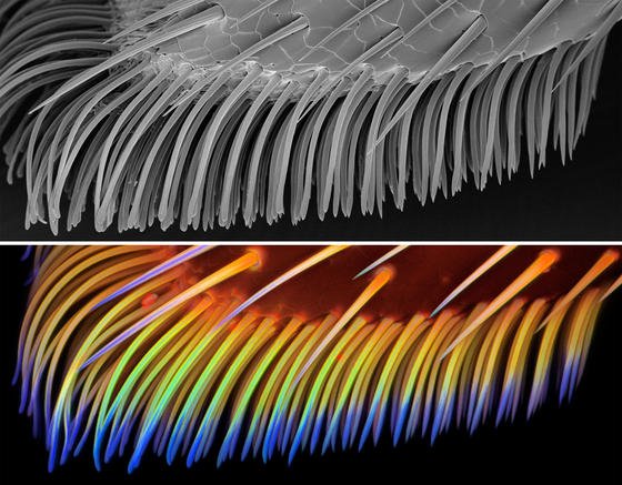 Forscher entdecken das Geheimnis der Superbeine des Marienkäfers
