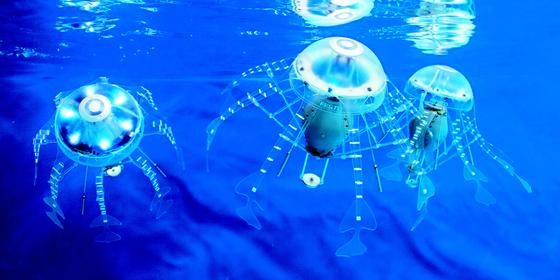 Quallen gehören zu den effizientesten Schwimmern im Meer