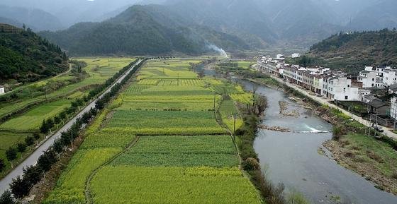 Waldrodung treibt Artensterben in China voran