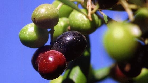 Abfälle aus Olivenölproduktion für die Biogasproduktion