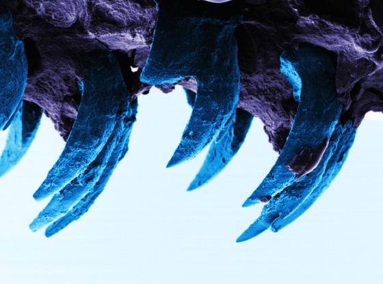 Zähne der Napfschnecken sind das stärkste biologische Material