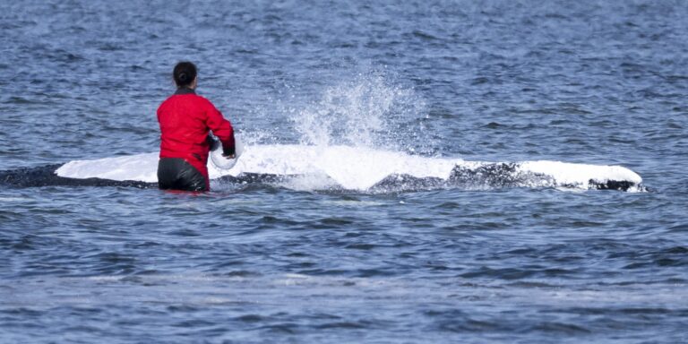 Das „Ostsee-Dilemma“ – oder was wir vom Wal Timmy lernen können