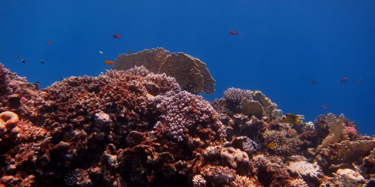 Gasprojekt bedroht das Great Barrier Reef – Millionen Korallen in Gefahr