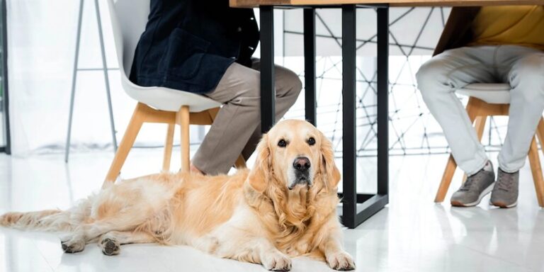Bürohunde sorgen für weniger Stress und mehr Leistung