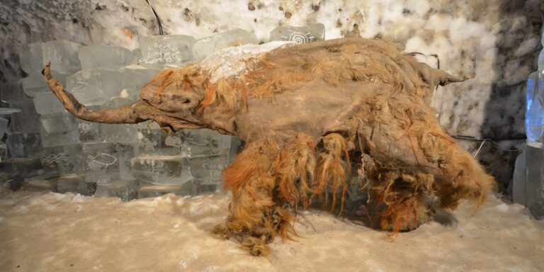 40.000 Jahre konserviert: Erstmals Wollmammut-RNA entschlüsselt