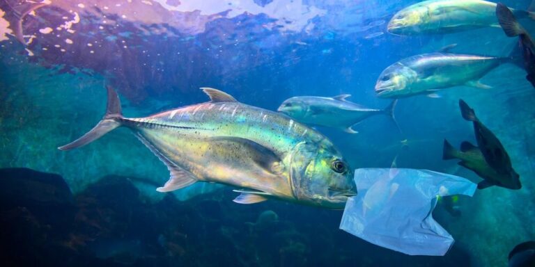 Mikroplastik im Essen: Neue Analysemethoden entwickelt