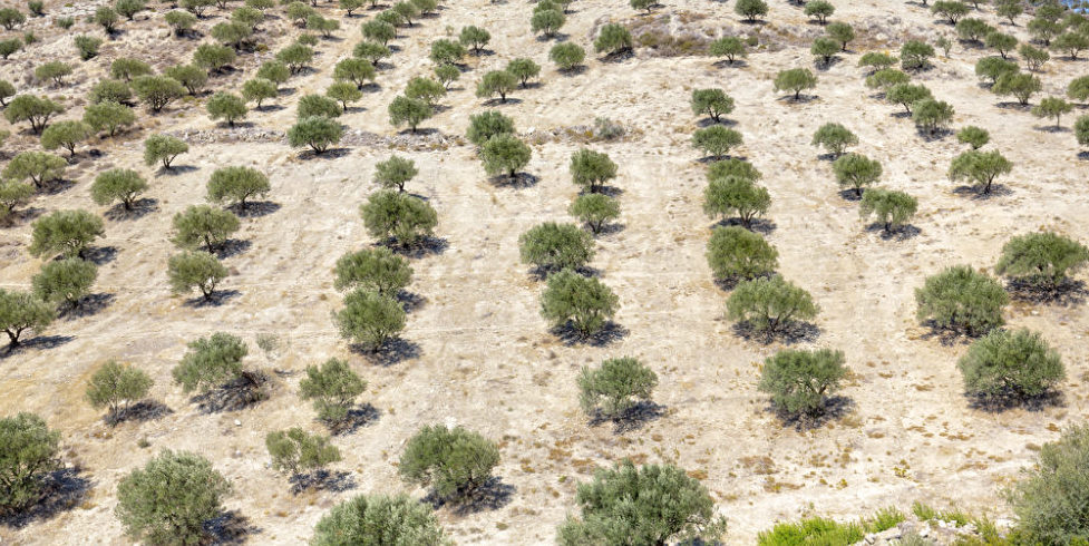 Mit Plantagen Regen erzeugen und Wüsten verhindern