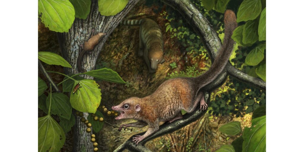 Purgatorius