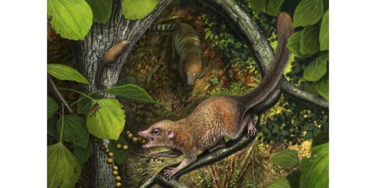 65,9 Millionen Jahre alt: Neue Spur zu unseren ältesten Verwandten