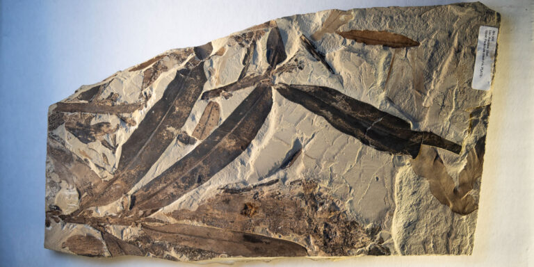 „Außerirdische Pflanze“ entdeckt: Mysteriöses Fossil gibt Rätsel auf