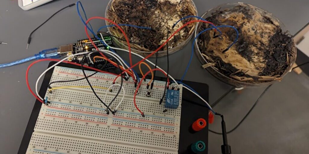 Bio-Computer aus Pilzen